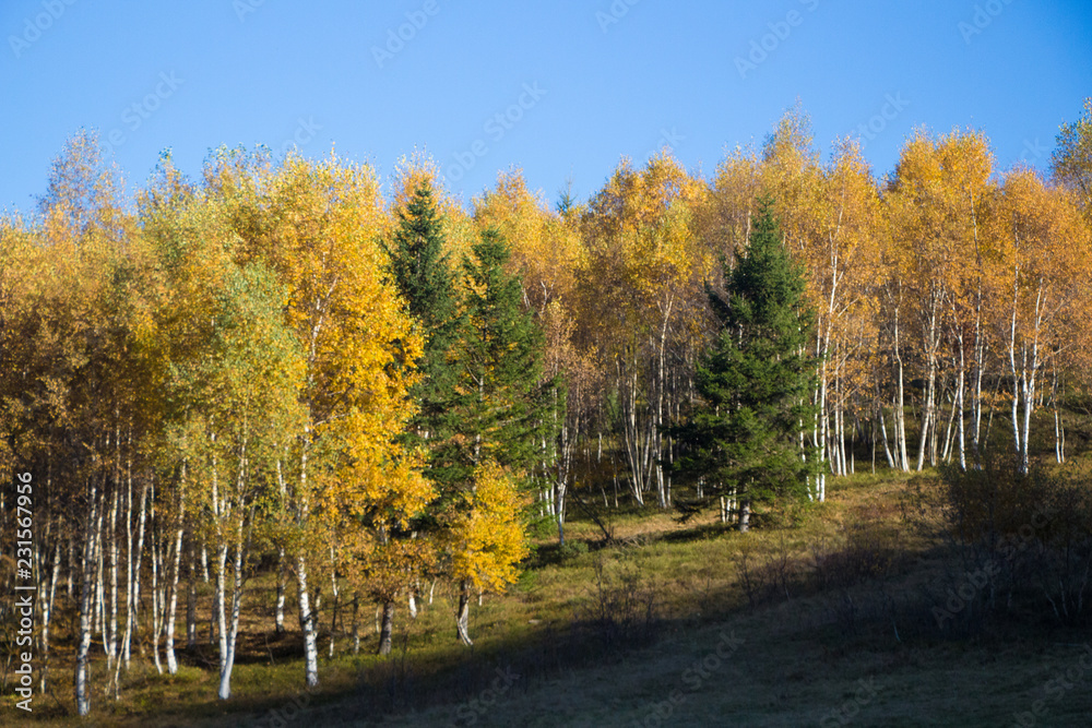 Birches and pine trees in autumn