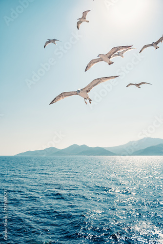 Seagulls soaring in open sky