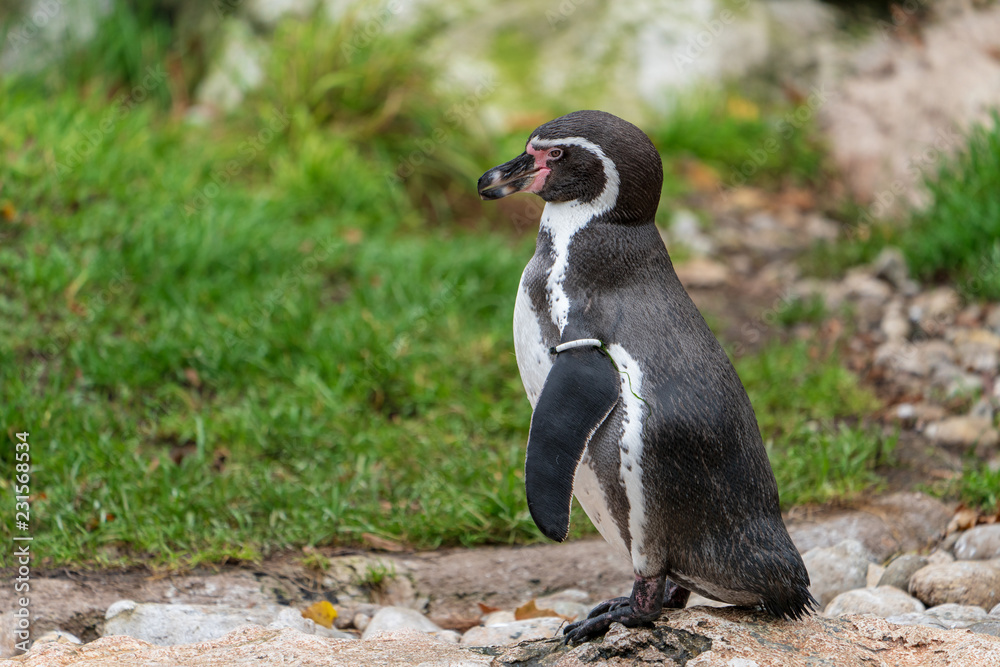 Fototapeta premium Pinguin