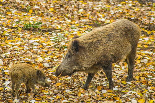 Wildschwein