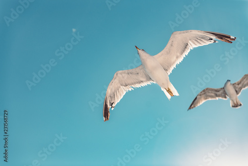 Seagulls soaring in open sky