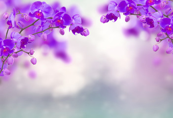 Purple orchid flowers with butterflies on defocused gray background