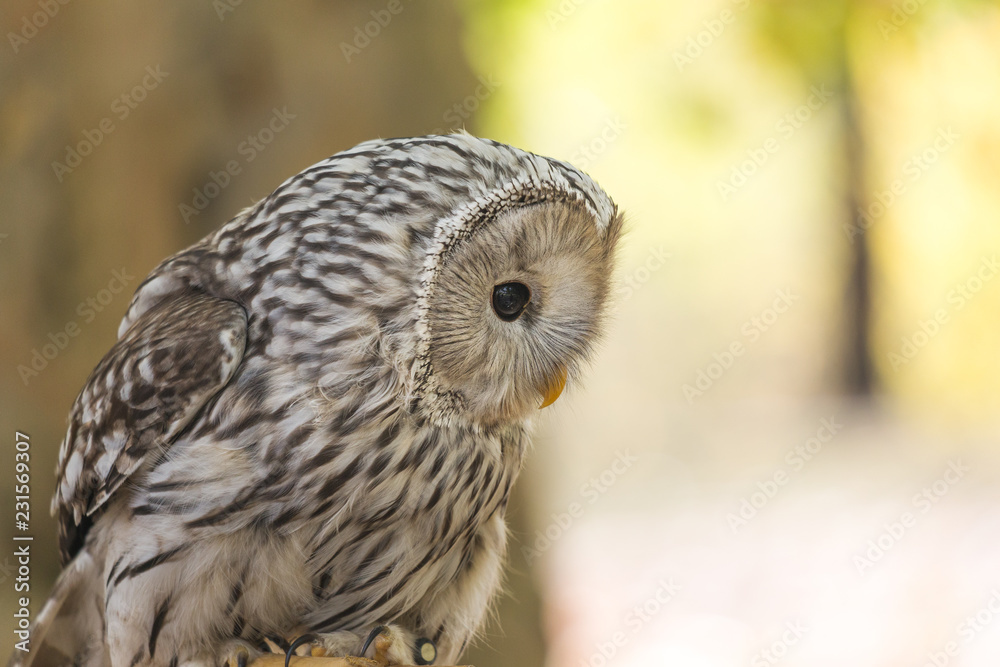 Fototapeta premium Portrait of The Ural owl, Strix uralensis.