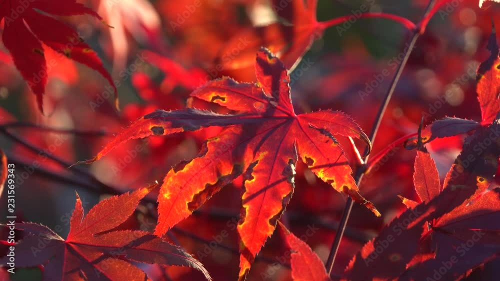blutrote Blätter des Japanischer Ahorn (Acer japonicum) oder Thunbergs Fächer-Ahorn im Herbst blutrote Blätter des Japanischer Ahorn (Acer japonicum) oder Thunbergs Fächer-Ahorn im Herbst