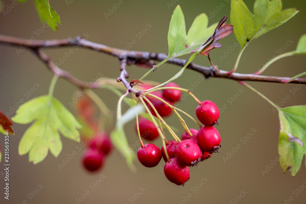 Obraz premium Weißdorn (Crataegus monogyna und Crataegus laevigata)