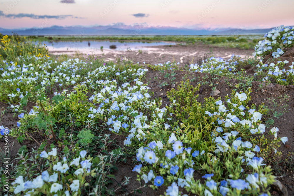 Flowers blooming at Atacama Desert during springtime, from time to time a flower bed appears over the Atacama Desert sand. A blue 