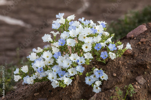 Flowers blooming at Atacama Desert during springtime, from time to time a flower bed appears over the Atacama Desert sand. A blue "Suspiro" flower
