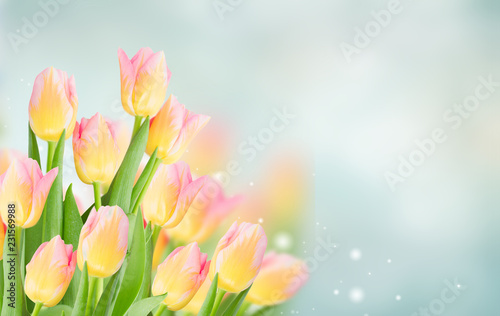 fresh yellow and pink tulips in spring garden