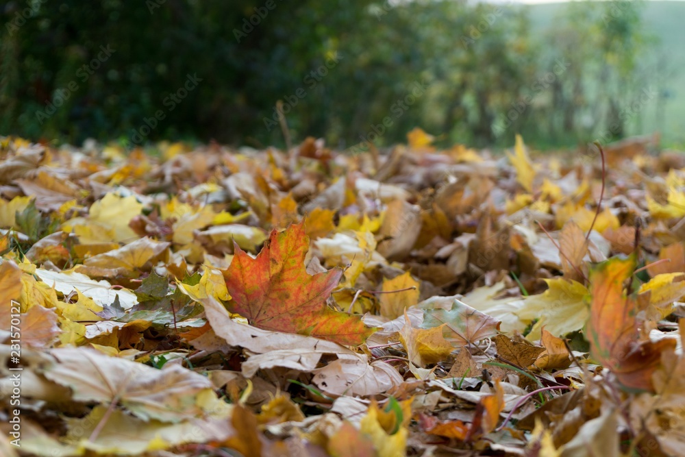 Obraz premium Autumn colorful leaves. Slovakia