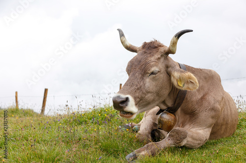 Fototapeta Naklejka Na Ścianę i Meble -  swiss cow in a field