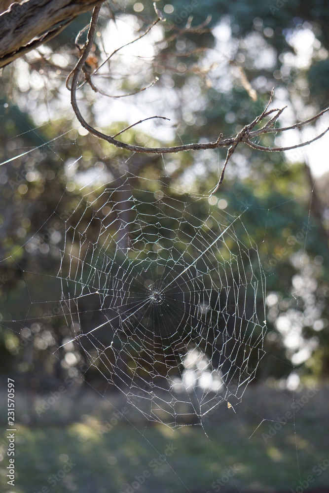 custom made wallpaper toronto digitalspider web with water drops