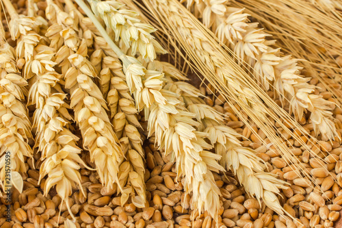 Spikelet of wheat and wheat grains. Close up. Top view.