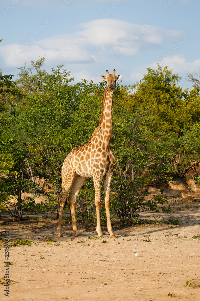 Obraz premium Giraffe