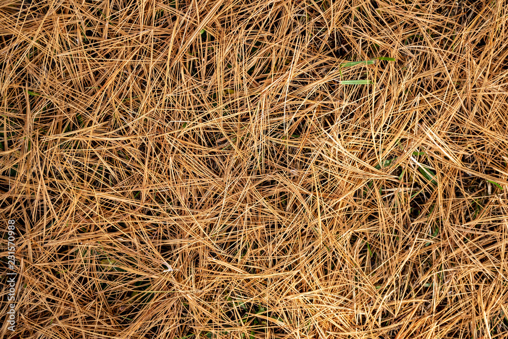 Texture from brown old dry pine needles on the ground Texture from brown old dry pine needles on the ground