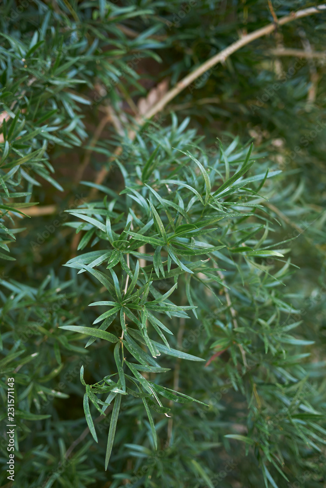 Asparagus falcatus Asparagus falcatus