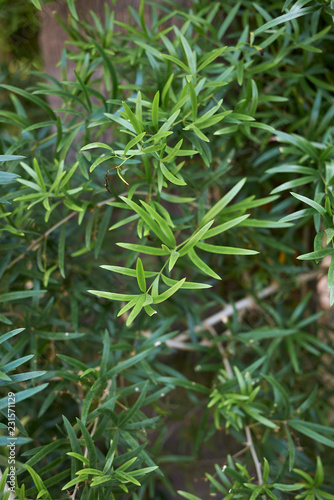 Asparagus falcatus