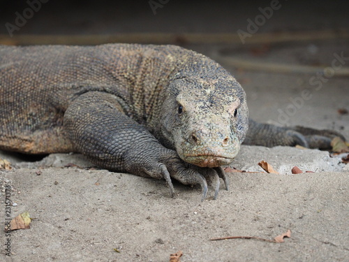 Komodo Dragon