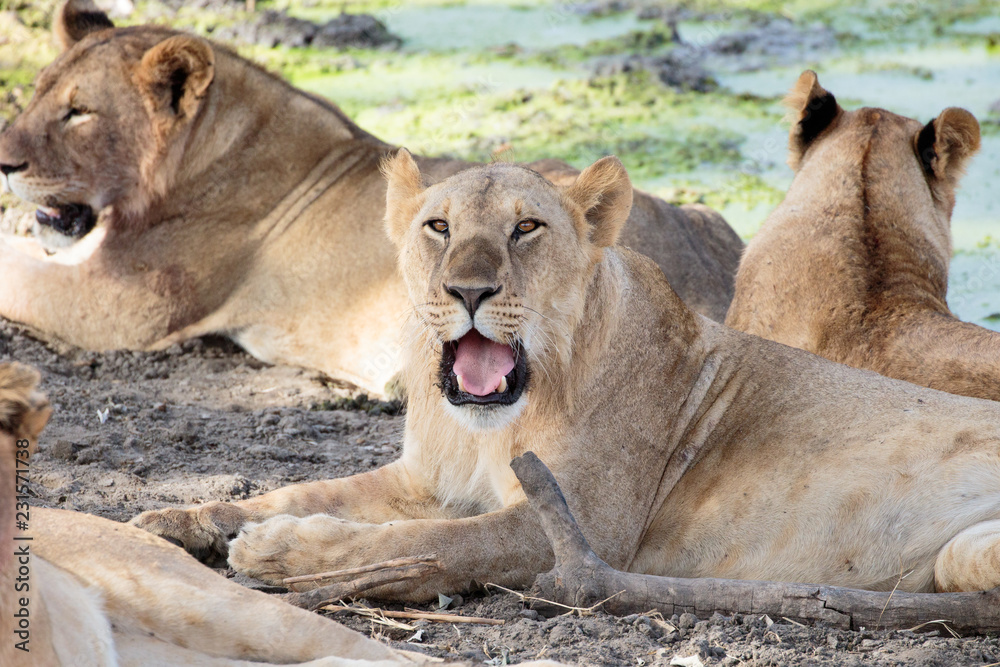 Fototapeta premium Tarangire