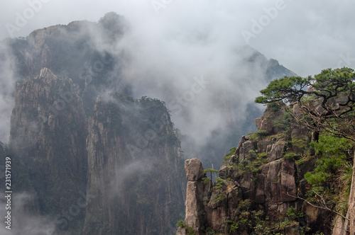 Oddly-shaped pine on a rock wall on a foggy day, Huangshan Mountain in China. © Kristian