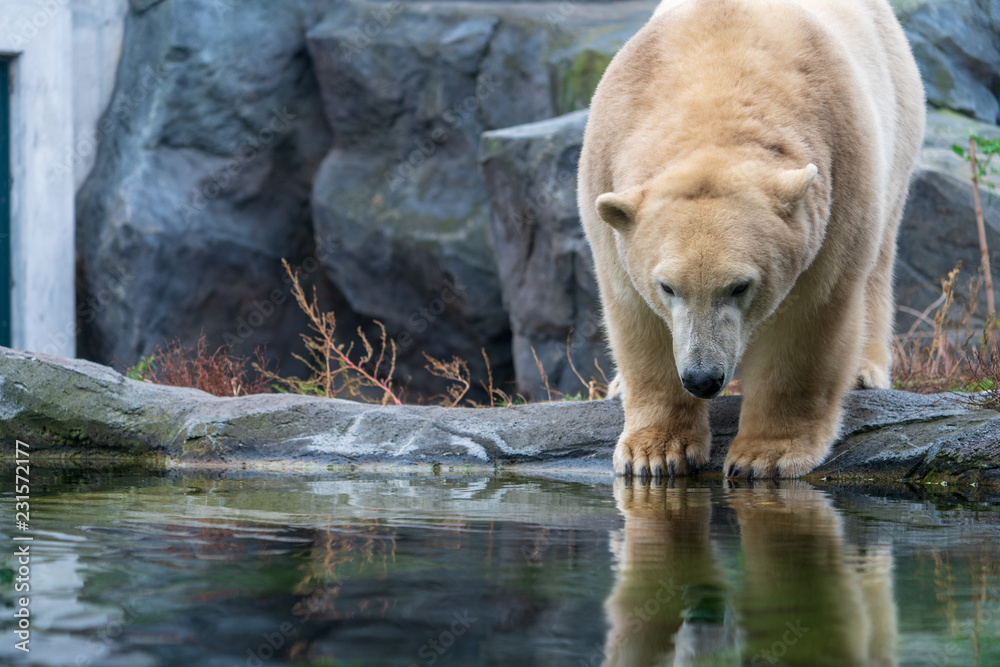 Fototapeta premium Eisbär