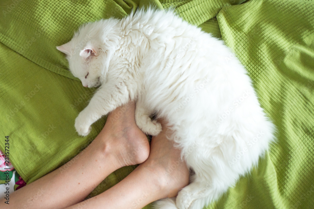 White fluffy cat lies at the feet of a girl