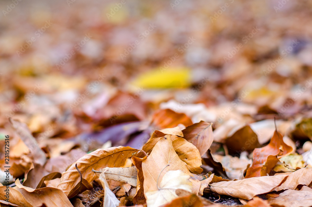 Fallen autumn leaves on the ground with shallow focus Fallen autumn leaves on the ground with shallow focus