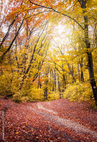 Forest in the fall with yellow and red trees and sun