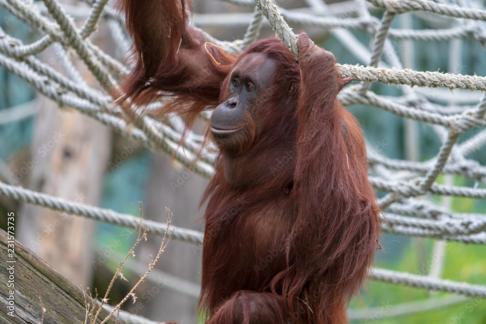 Naklejka premium Orang Utan
