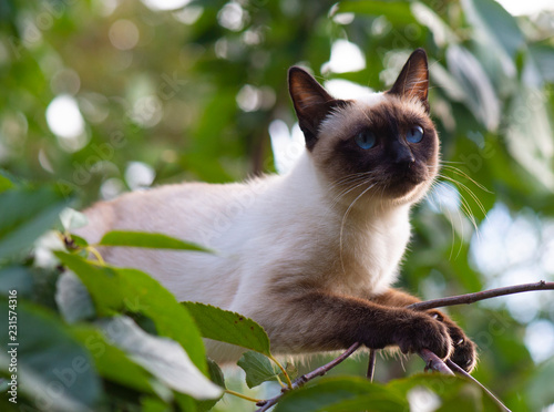 Siamese cat climbing on the tree © Vesna