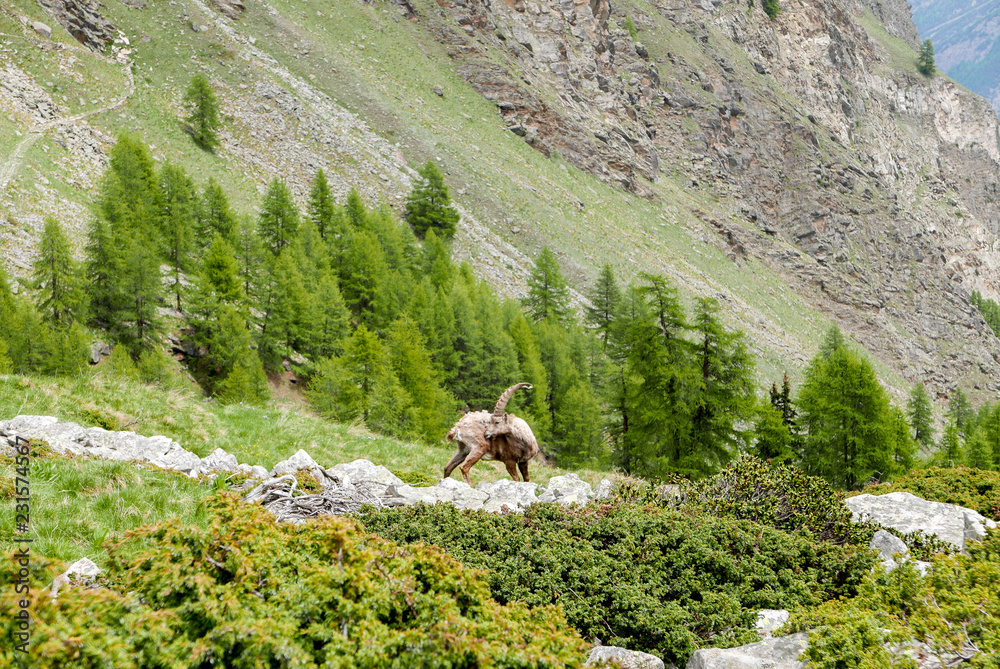 Alpine Ibex or steinbock into its natural habitat at Mount Grand Paradis natural reserve, Cogne, Aosta Valley, Italian Alps.