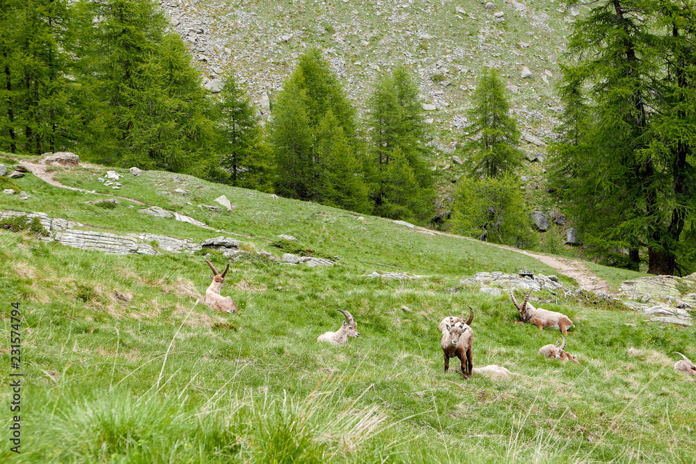 Many baby Alpine Ibex or steinbock into its natural habitat at Mount Grand Paradis natural reserve, Cogne, Aosta Valley, Italian Alps.