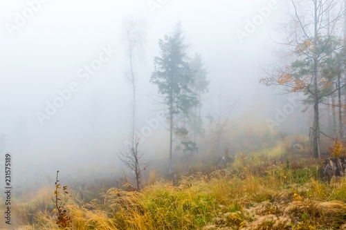 Colorful trees with autumn landscape in mountain with fog, Celadna, Beskids, Czech Republic