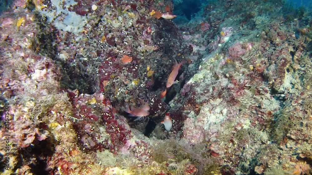 Deep scuba diving in the Mediterranean sea - Anthias fishes in a reef Deep scuba diving in the Mediterranean sea - Anthias fishes in a reef