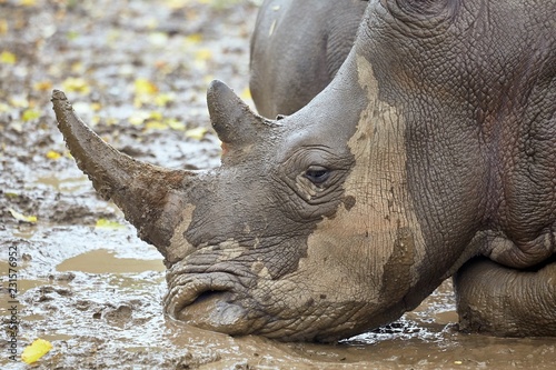 Rhinoceros in the mud photo