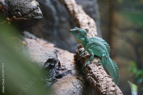 Photo lizard on a branch