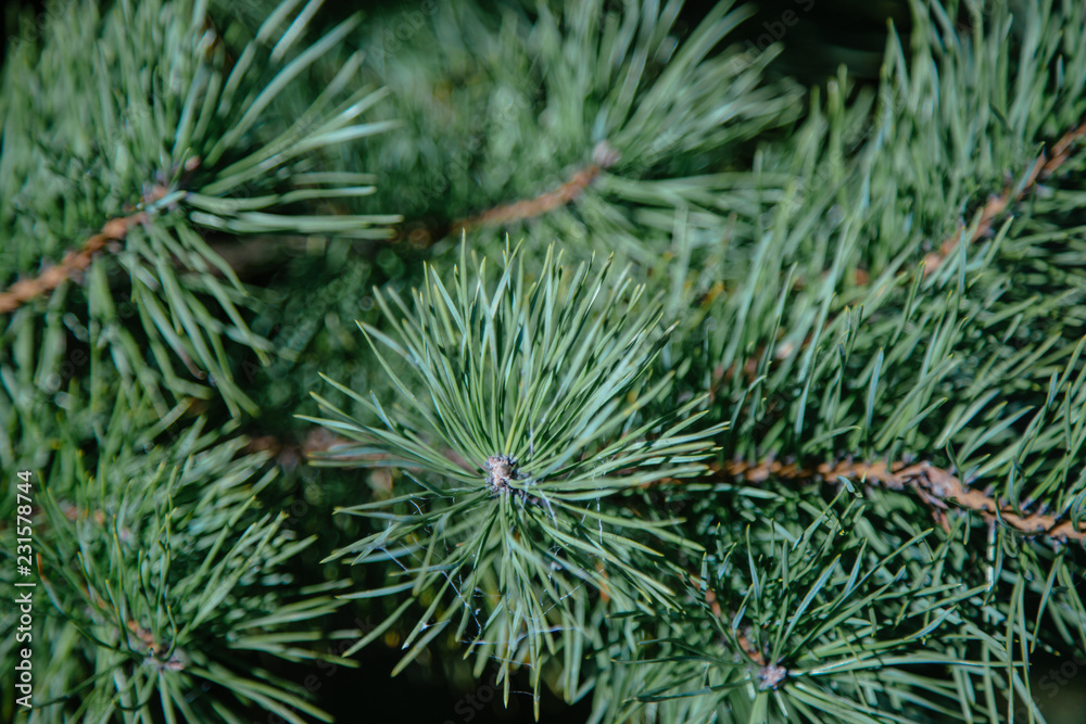Fluffy green pine branches against the blue sky Fluffy green pine branches against the blue sky