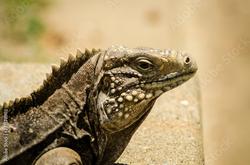 Iguana