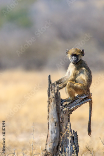 Sudafrica
