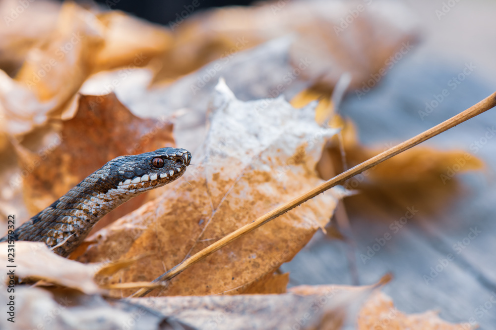 Fototapeta premium grass snake Natrix natrix close-up