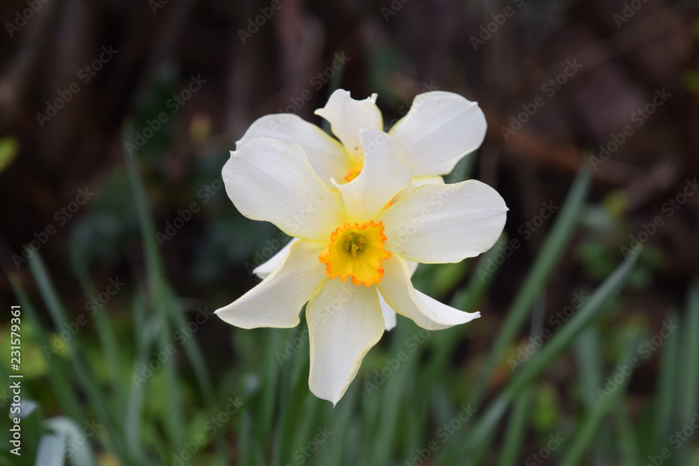 Daffodil Daffodil