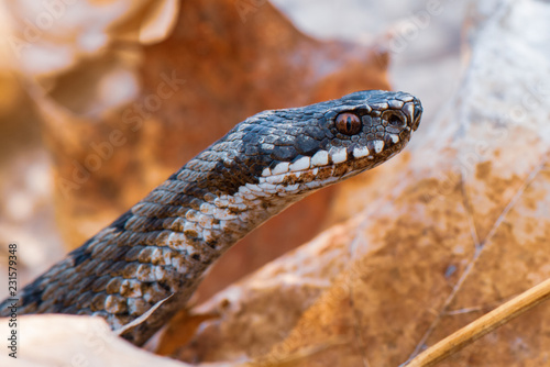 grass snake Natrix natrix close-up