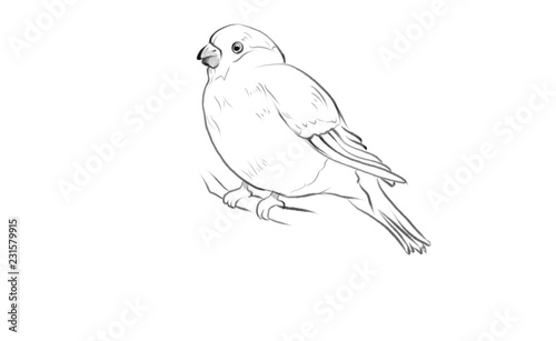 beautiful bird illustration