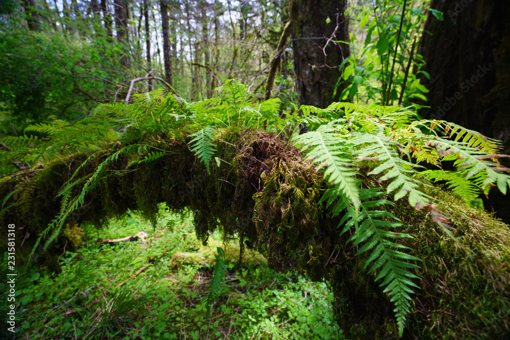 ferns in the forest ferns in the forest