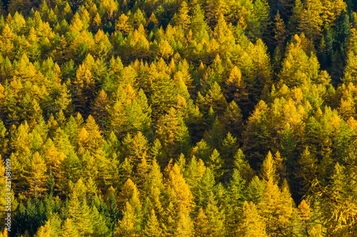 A forest of larch trees with yellow leaves in autums, Pragelato, Piedmont, Italy, Europe
