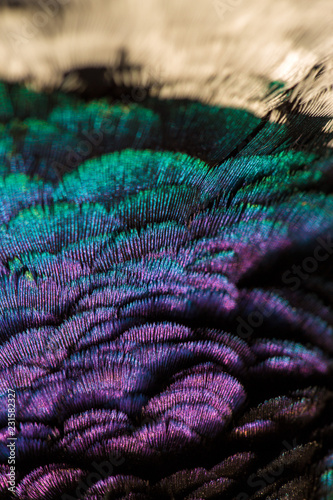 Fototapeta Naklejka Na Ścianę i Meble -  Pheasant feathers close up