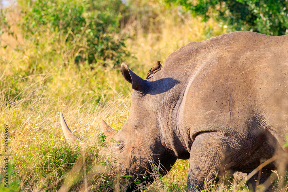 Fototapeta premium Sudafrica