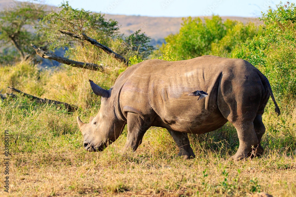 Obraz premium Sudafrica