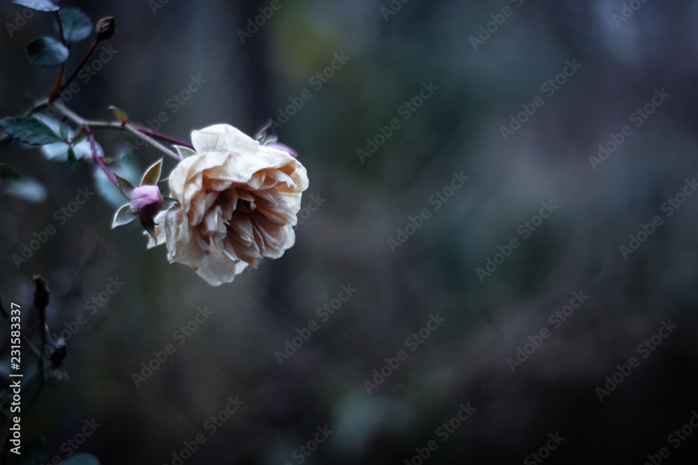 Dried white rose flower on a gloomy blurred autumn background. Side view Dried white rose flower on a gloomy blurred autumn background. Side view