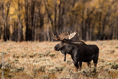 Moose Profile photo