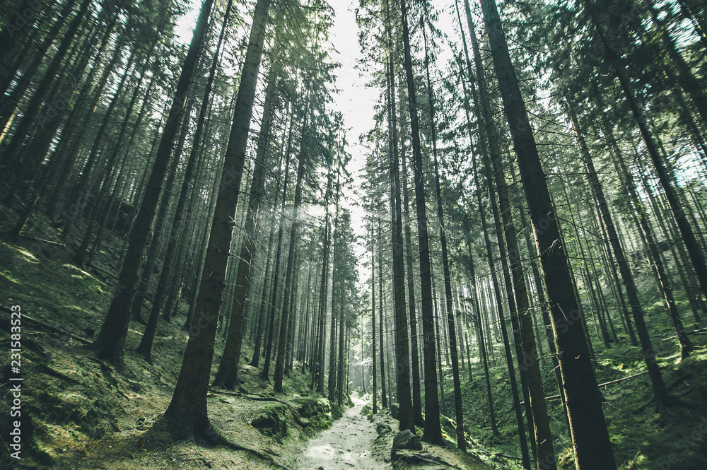 Picturesque view of Hrensko national Park, situated in Bohemian Switzerland, Czech Republic Picturesque view of Hrensko national Park, situated in Bohemian Switzerland, Czech Republic